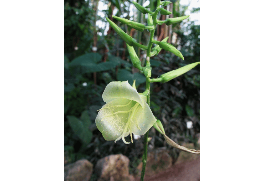 Nahaufnahme einer grünlich-weißen Blüte mit langen Blütenstäben. Der dünne Stamm rankt sich in die Höhe. Daran hängen zahlreiche ungeöffnete Knospen.