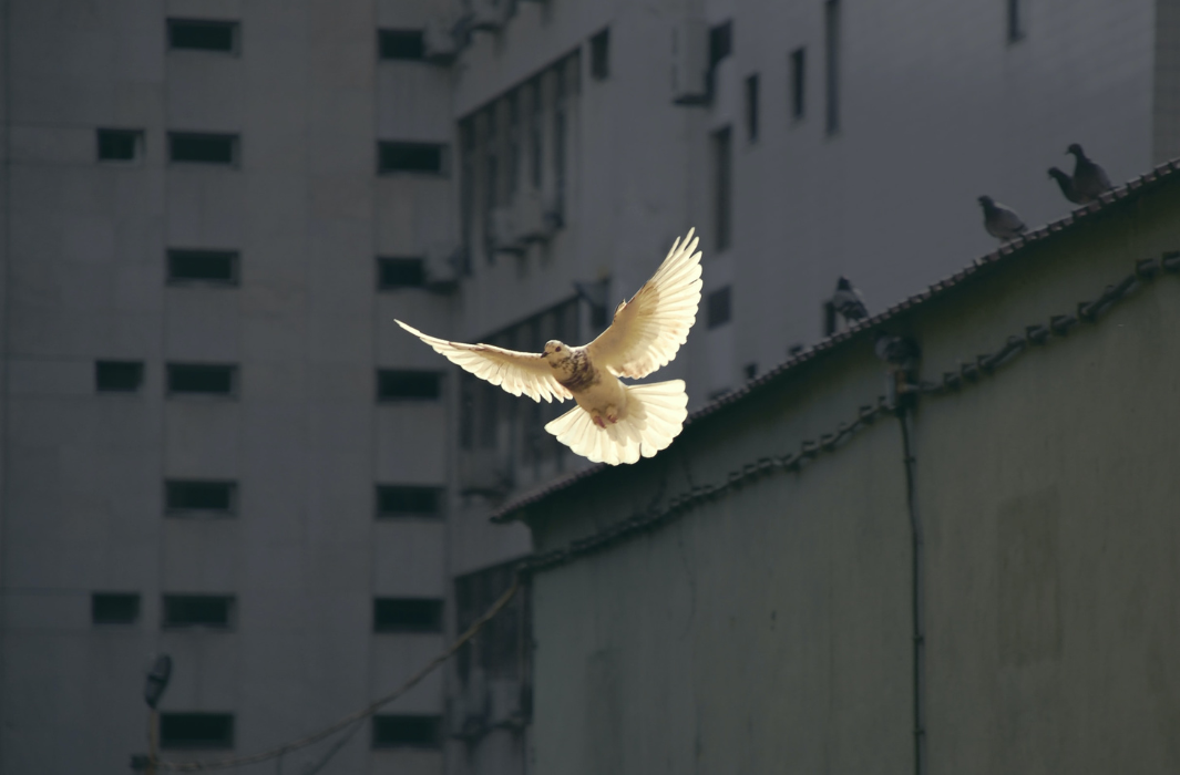 White flying dove
