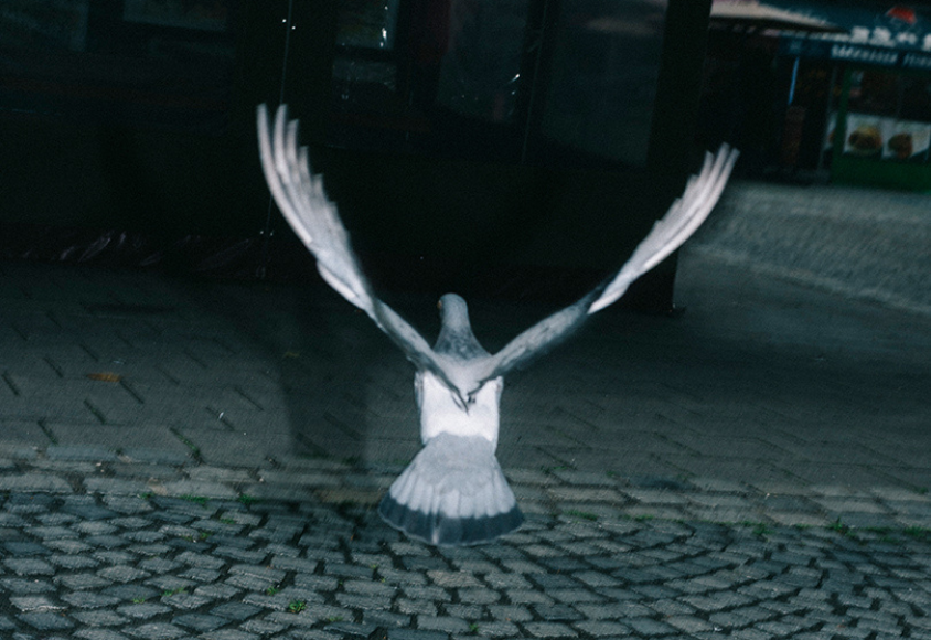 Schwarz-Weiß-Foto einer fliegenden Taube.