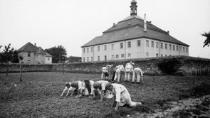 Prisoners weeding