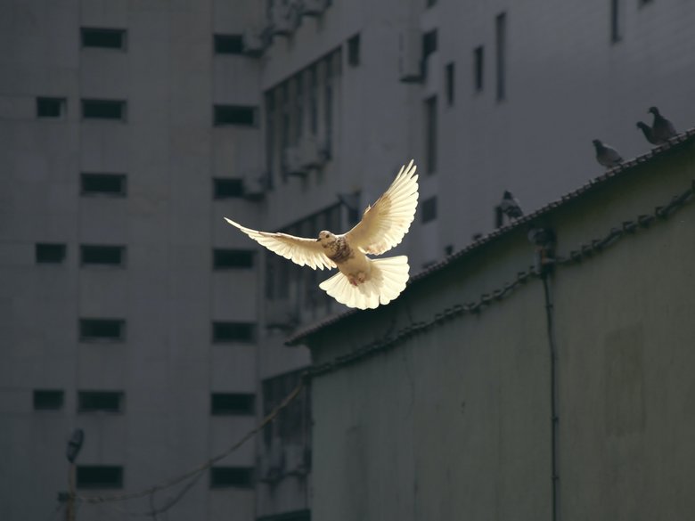[Translate to English:] fliegende weiße Taube vor Hausfassade