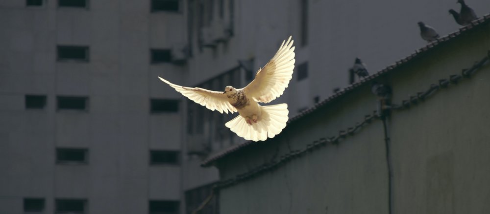 fliegende weiße Taube vor Hausfassade