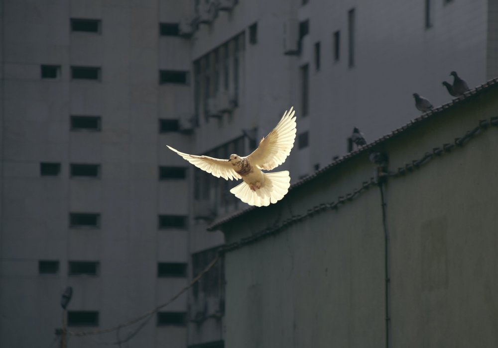 [Translate to English:] fliegende weiße Taube vor Hausfassade